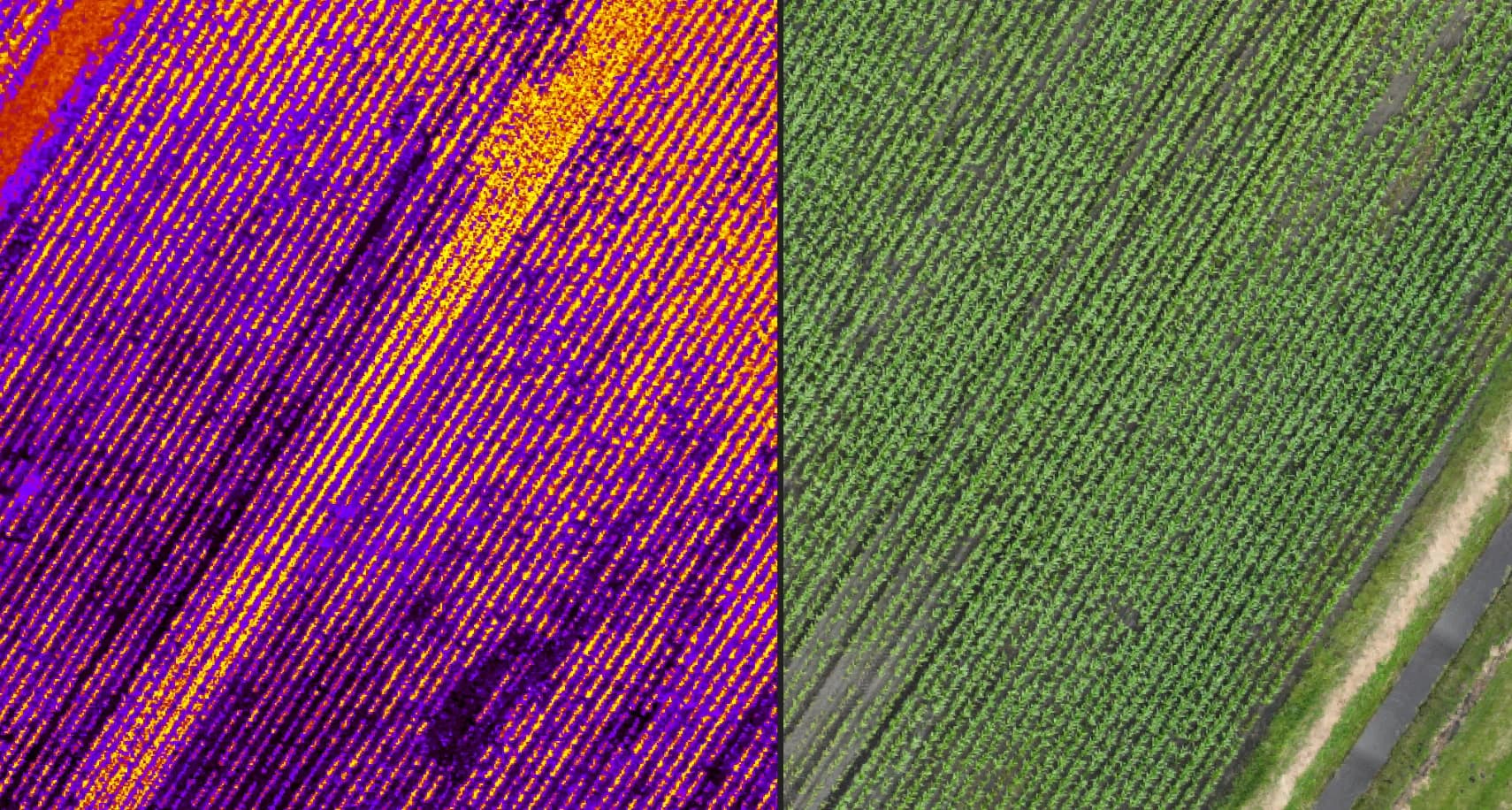 Links een multispectraal NDVI-beeld en rechts een RGB-beeld van hetzelfde landbouwperceel, vastgelegd met een DJI Mavic 3M